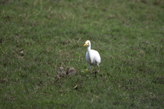 Bubulcus ibis