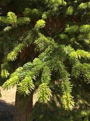Abies cilicica