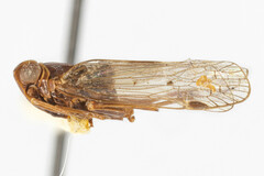 Melanoliarus lacteipennis