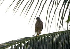 Rupornis magnirostris