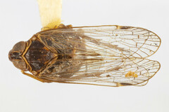 Melanoliarus lacteipennis
