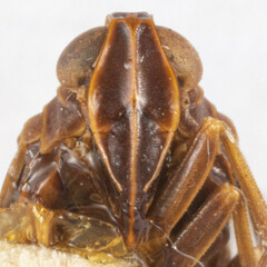 Melanoliarus lacteipennis