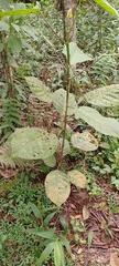 Iryanthera juruensis