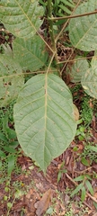 Iryanthera juruensis