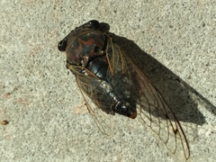 Megatibicen resonans