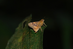 Potanthus serina