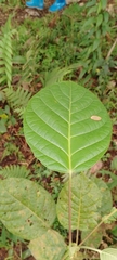 Iryanthera juruensis