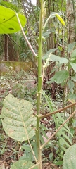 Iryanthera juruensis