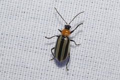 Acalymma trivittatum