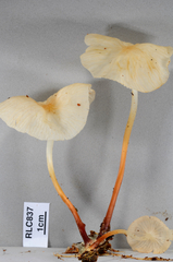 Marasmius congregatus