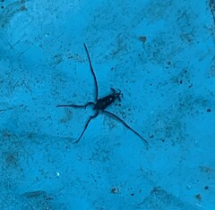 Rheumatobates rileyi