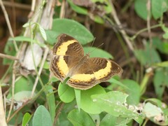 Junonia elgiva