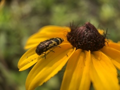 Acmaeodera pulchella