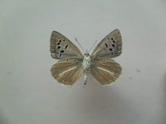 Polyommatus damocles