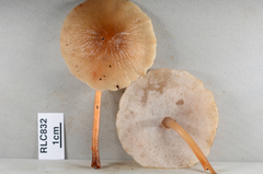 Filoboletus