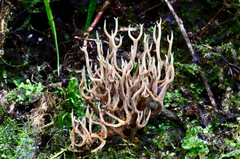 Phaeoclavulina cyanocephala