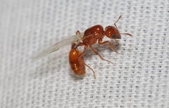 Solenopsis amblychila