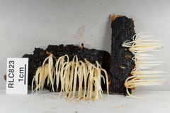 Pterulicium subsimplex