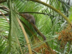 Heliosciurus mutabilis