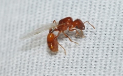 Solenopsis amblychila