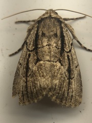 Sympistis badistriga