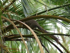 Heliosciurus mutabilis