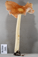 Marasmius pseudoniveoaffinis