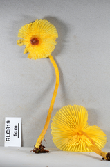 Leucocoprinus brunneoluteus