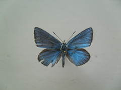 Polyommatus damone