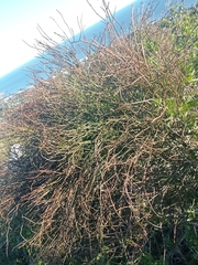 Ephedra tweedieana