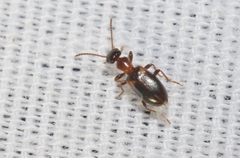 Omonadus formicarius