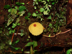 Leucocoprinus brunneoluteus