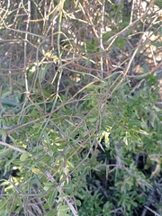 Ephedra tweedieana