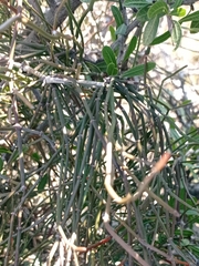 Ephedra tweedieana