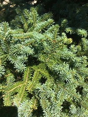 Abies homolepis