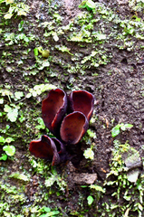 Wynnea americana