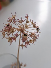 Allium fimbriatum