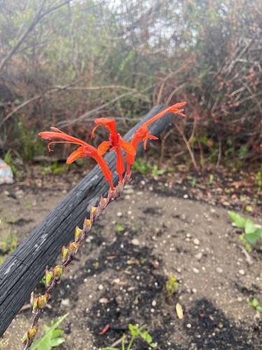 Cobra lily (Chasmanthe aethiopica)