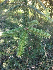Abies numidica