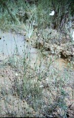 Rhynchospora knieskernii