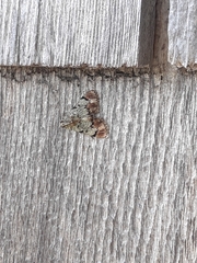 Epipaschia superatalis