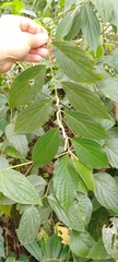 Piper aequale