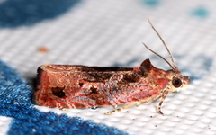 Olethreutes diallacta