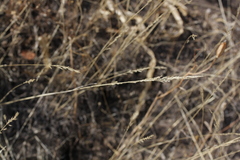Poa secunda