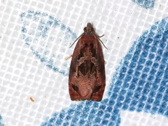 Olethreutes diallacta