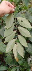 Piper aequale