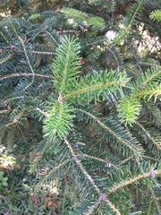 Abies cephalonica