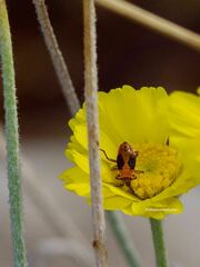 Lygaeus kalmii
