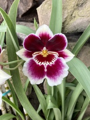 Miltoniopsis
