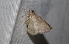 Digrammia neptaria